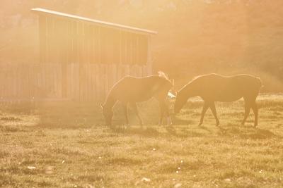 Horses - BlueDesertPhoto
